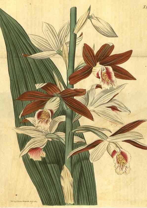 Reproducción/Reproduction 35188622175: Curtis's botanical magazine.. London ; New York [etc.] :Academic Press [etc.]