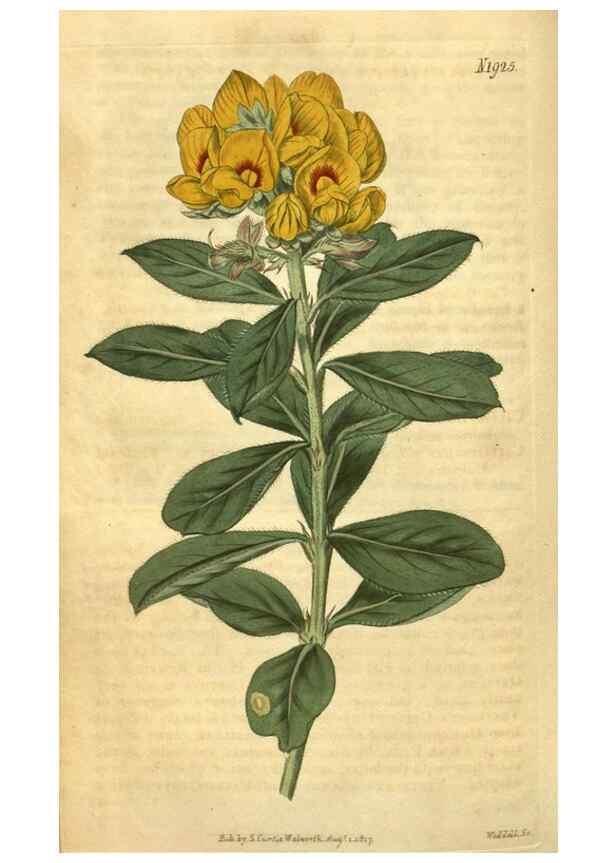 Reproducción/Reproduction 35188625755: Curtis's botanical magazine.. London ; New York [etc.] :Academic Press [etc.]