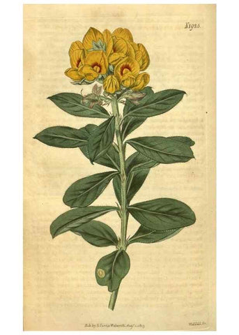 Reproducción/Reproduction 35188625755: Curtis's botanical magazine.. London ; New York [etc.] :Academic Press [etc.]