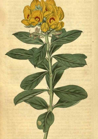 Reproducción/Reproduction 35188625755: Curtis's botanical magazine.. London ; New York [etc.] :Academic Press [etc.]