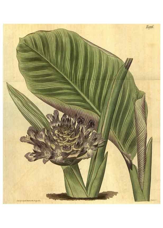Reproducción/Reproduction 35188629495: Curtis's botanical magazine.. London ; New York [etc.] :Academic Press [etc.]