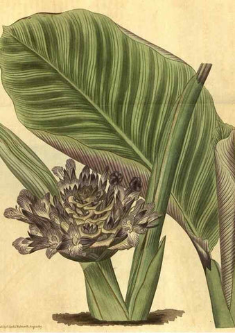 Reproducción/Reproduction 35188629495: Curtis's botanical magazine.. London ; New York [etc.] :Academic Press [etc.]