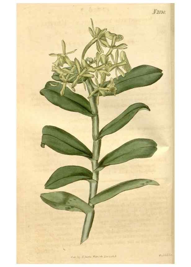 Reproducción/Reproduction 34803022570: Curtis's botanical magazine.. London ; New York [etc.] :Academic Press [etc.]