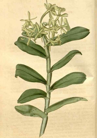 Reproducción/Reproduction 34803022570: Curtis's botanical magazine.. London ; New York [etc.] :Academic Press [etc.]