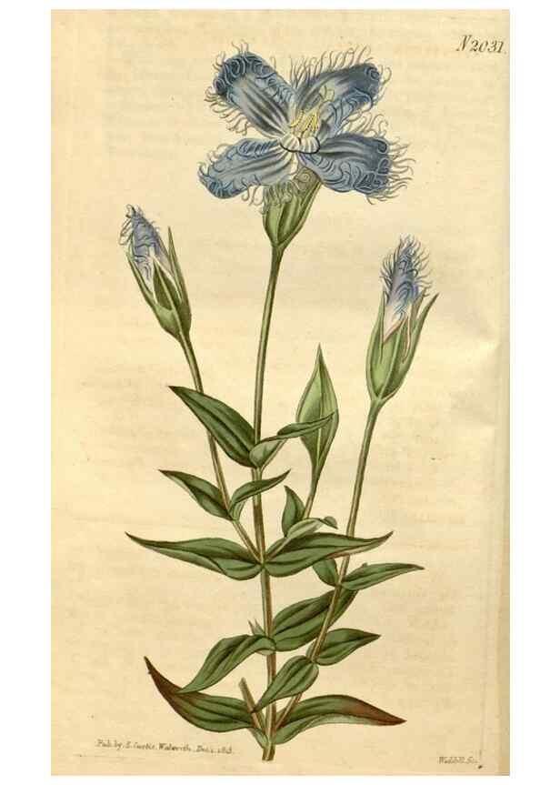 Reproducción/Reproduction 34803025300: Curtis's botanical magazine.. London ; New York [etc.] :Academic Press [etc.]
