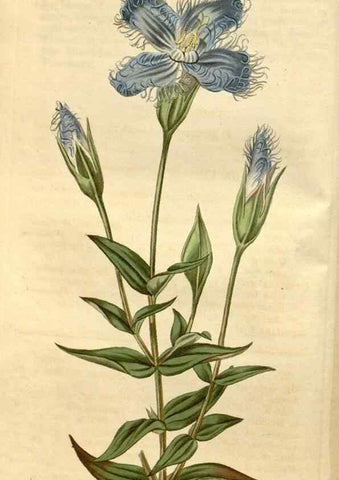 Reproducción/Reproduction 34803025300: Curtis's botanical magazine.. London ; New York [etc.] :Academic Press [etc.]