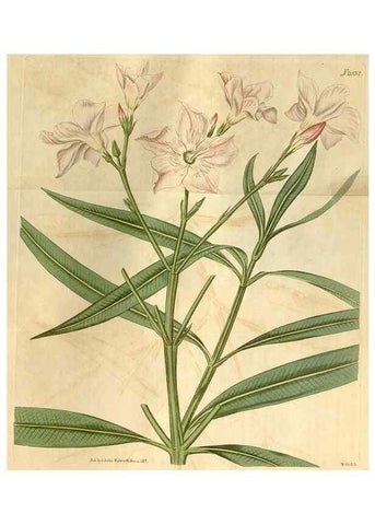 Reproducción/Reproduction 35059165941: Curtis's botanical magazine.. London ; New York [etc.] :Academic Press [etc.]