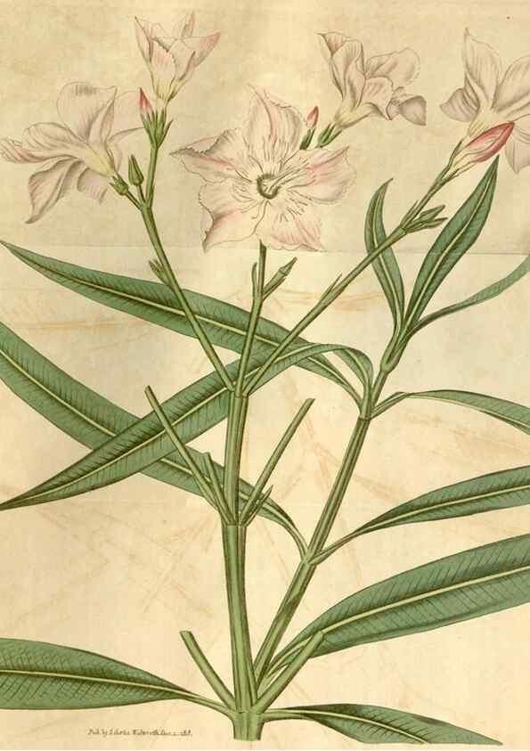 Reproducción/Reproduction 35059165941: Curtis's botanical magazine.. London ; New York [etc.] :Academic Press [etc.]
