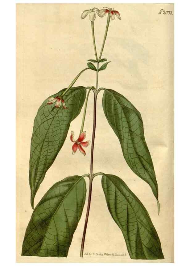 Reproducción/Reproduction 35059168271: Curtis's botanical magazine.. London ; New York [etc.] :Academic Press [etc.]