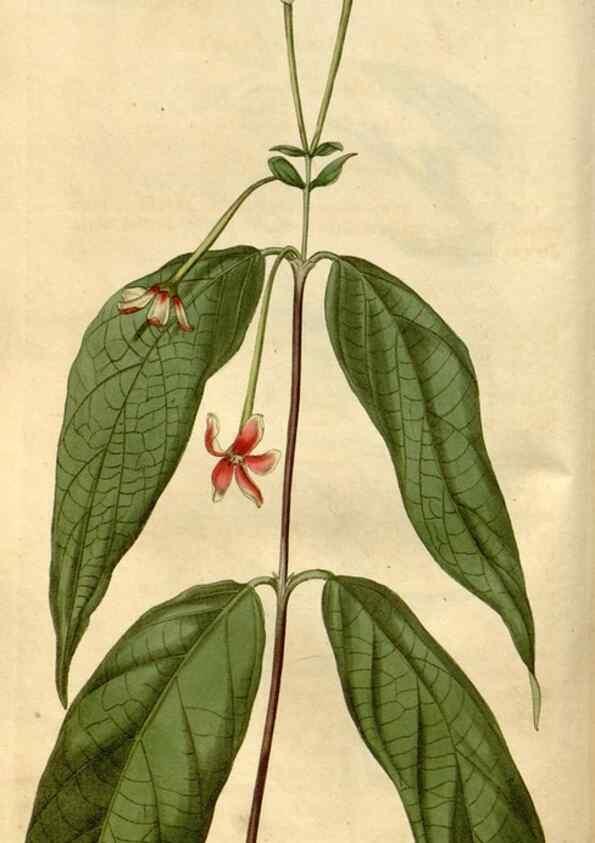 Reproducción/Reproduction 35059168271: Curtis's botanical magazine.. London ; New York [etc.] :Academic Press [etc.]