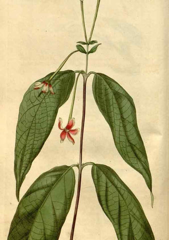 Reproducción/Reproduction 35059168271: Curtis's botanical magazine.. London ; New York [etc.] :Academic Press [etc.]