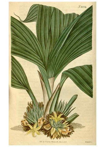 Reproducción/Reproduction 34380122423: Curtis's botanical magazine.. London ; New York [etc.] :Academic Press [etc.]