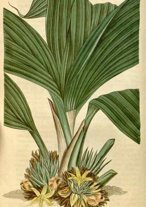 Reproducción/Reproduction 34380122423: Curtis's botanical magazine.. London ; New York [etc.] :Academic Press [etc.]