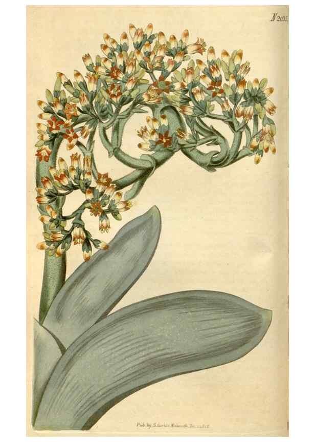 Reproducción/Reproduction 35024331882: Curtis's botanical magazine.. London ; New York [etc.] :Academic Press [etc.]