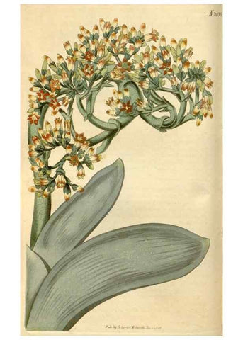 Reproducción/Reproduction 35024331882: Curtis's botanical magazine.. London ; New York [etc.] :Academic Press [etc.]