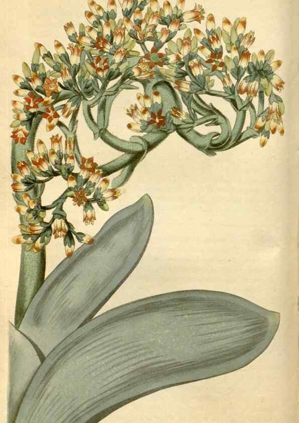 Reproducción/Reproduction 35024331882: Curtis's botanical magazine.. London ; New York [etc.] :Academic Press [etc.]