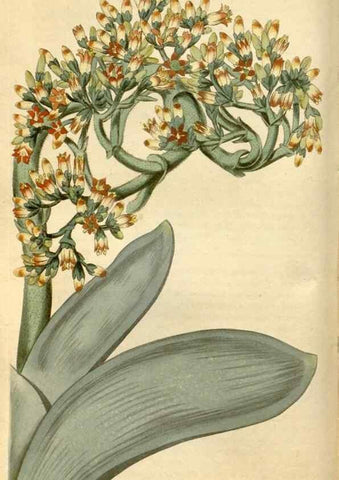 Reproducción/Reproduction 35024331882: Curtis's botanical magazine.. London ; New York [etc.] :Academic Press [etc.]