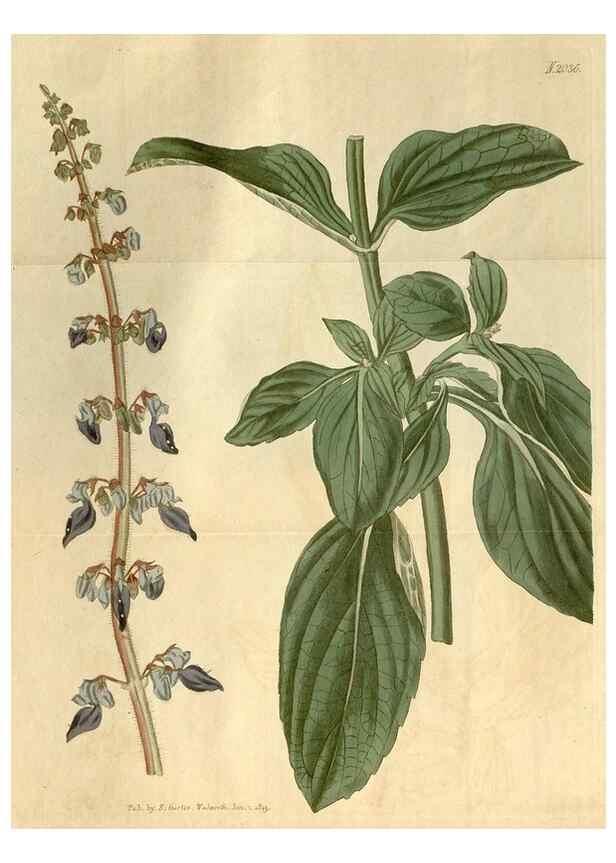 Reproducción/Reproduction 35059174081: Curtis's botanical magazine.. London ; New York [etc.] :Academic Press [etc.]