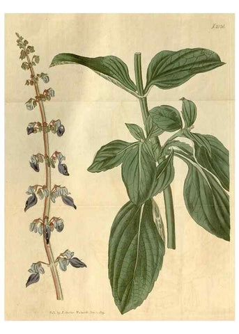 Reproducción/Reproduction 35059174081: Curtis's botanical magazine.. London ; New York [etc.] :Academic Press [etc.]