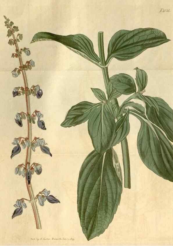 Reproducción/Reproduction 35059174081: Curtis's botanical magazine.. London ; New York [etc.] :Academic Press [etc.]