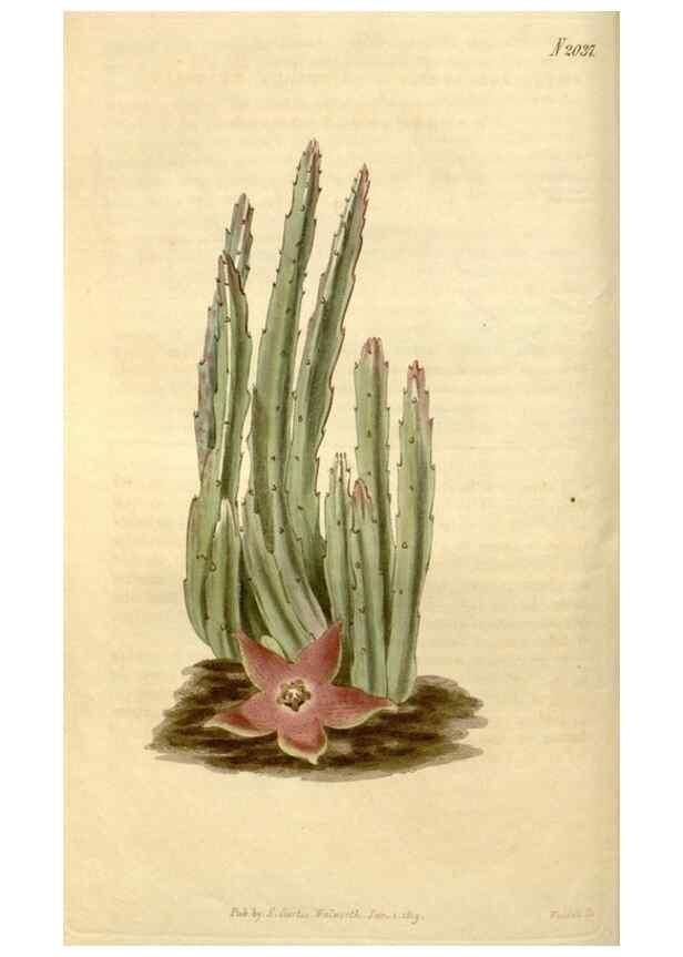 Reproducción/Reproduction 35149344826: Curtis's botanical magazine.. London ; New York [etc.] :Academic Press [etc.]