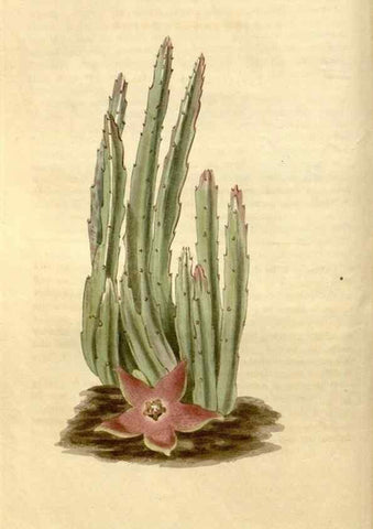 Reproducción/Reproduction 35149344826: Curtis's botanical magazine.. London ; New York [etc.] :Academic Press [etc.]