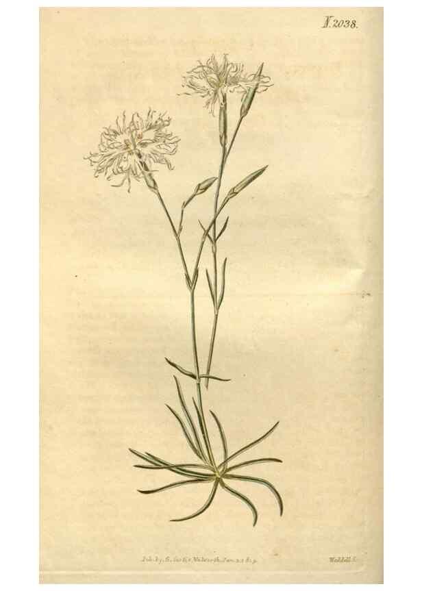 Reproducción/Reproduction 35149346026: Curtis's botanical magazine.. London ; New York [etc.] :Academic Press [etc.]
