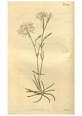 Reproducción/Reproduction 35149346026: Curtis's botanical magazine.. London ; New York [etc.] :Academic Press [etc.]