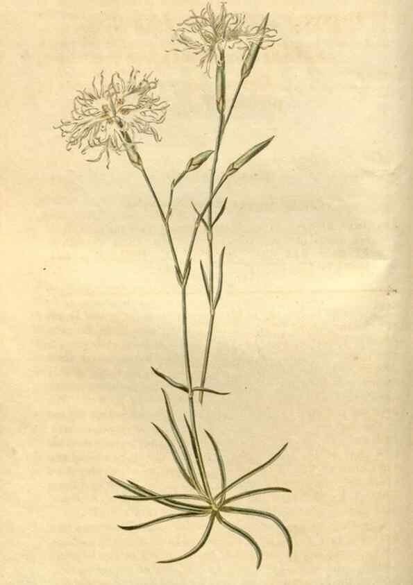 Reproducción/Reproduction 35149346026: Curtis's botanical magazine.. London ; New York [etc.] :Academic Press [etc.]