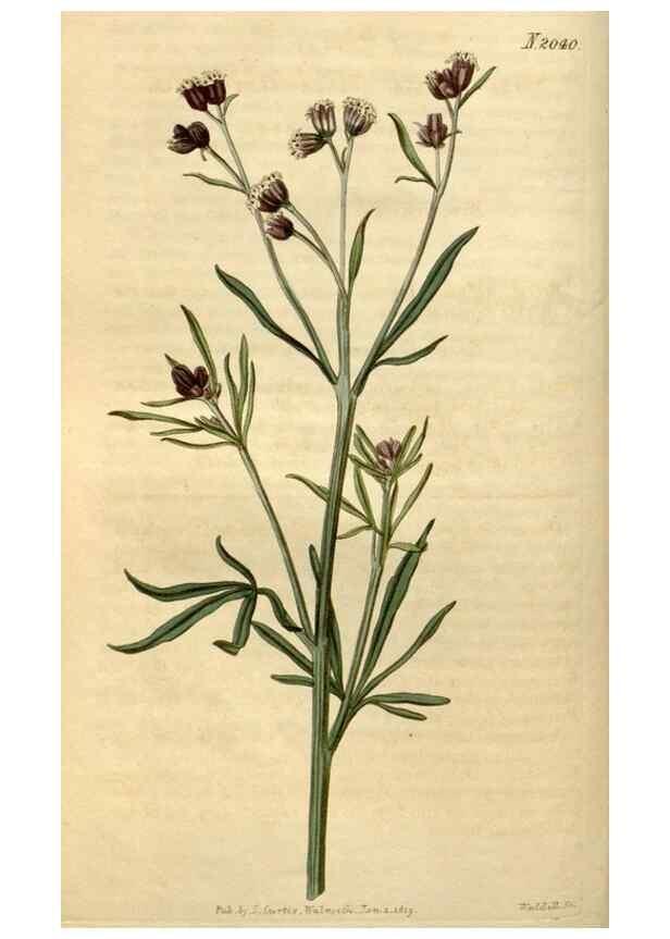 Reproducción/Reproduction 35189629345: Curtis's botanical magazine.. London ; New York [etc.] :Academic Press [etc.]