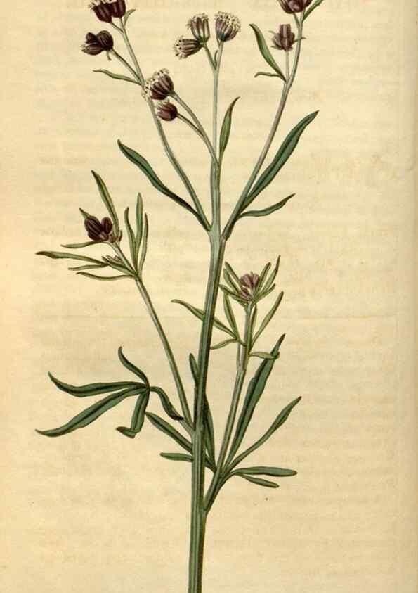 Reproducción/Reproduction 35189629345: Curtis's botanical magazine.. London ; New York [etc.] :Academic Press [etc.]