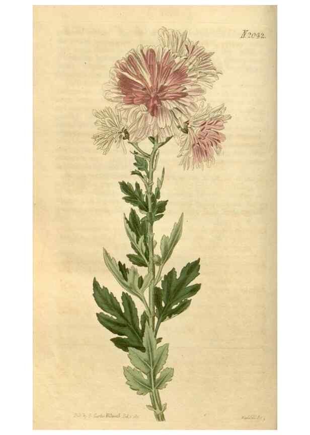 Reproducción/Reproduction 34345003774: Curtis's botanical magazine.. London ; New York [etc.] :Academic Press [etc.]