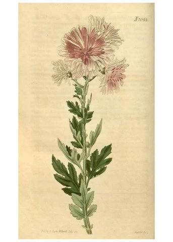 Reproducción/Reproduction 34345003774: Curtis's botanical magazine.. London ; New York [etc.] :Academic Press [etc.]