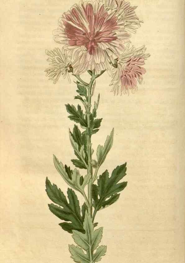Reproducción/Reproduction 34345003774: Curtis's botanical magazine.. London ; New York [etc.] :Academic Press [etc.]