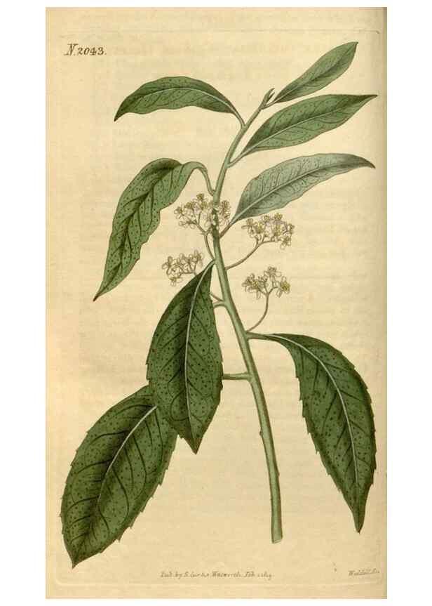 Reproducción/Reproduction 34380132093: Curtis's botanical magazine.. London ; New York [etc.] :Academic Press [etc.]
