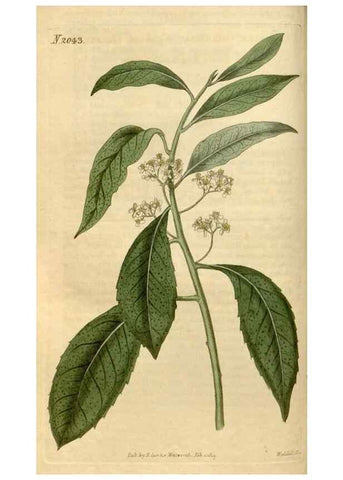Reproducción/Reproduction 34380132093: Curtis's botanical magazine.. London ; New York [etc.] :Academic Press [etc.]