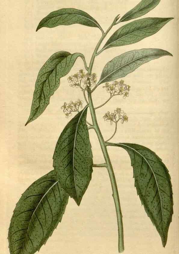 Reproducción/Reproduction 34380132093: Curtis's botanical magazine.. London ; New York [etc.] :Academic Press [etc.]