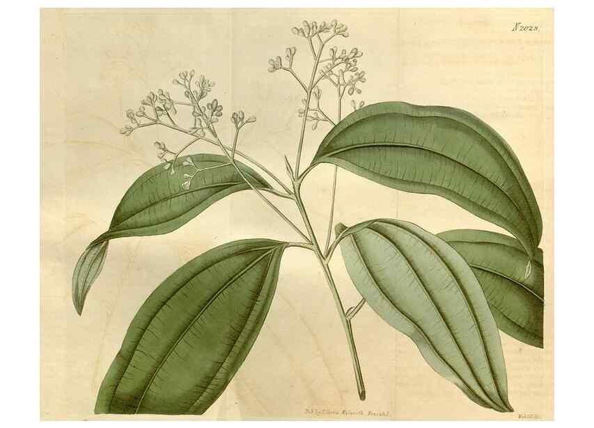 Reproducción/Reproduction 34803017170: Curtis's botanical magazine.. London ; New York [etc.] :Academic Press [etc.]