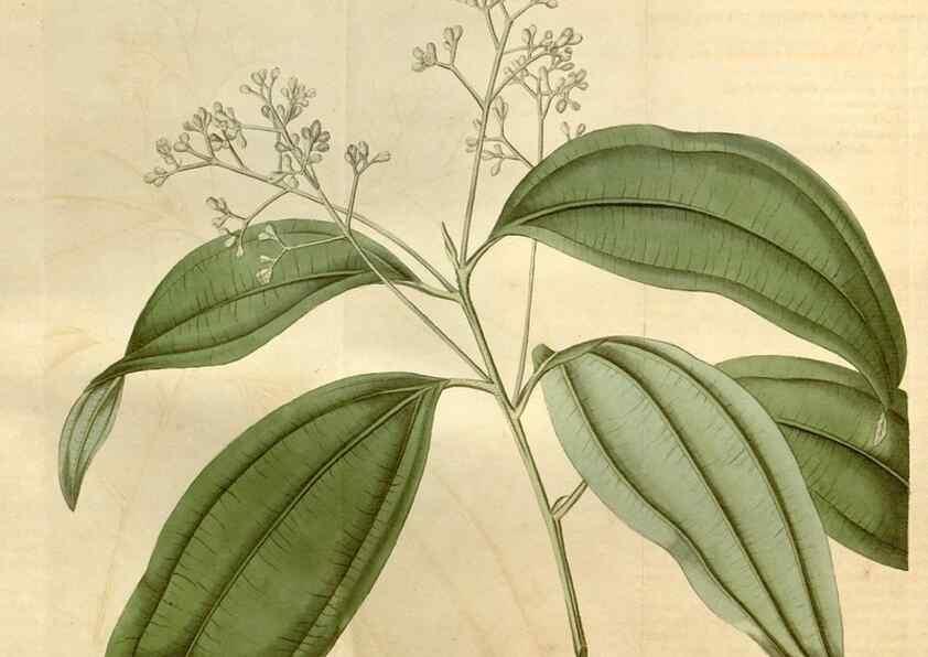 Reproducción/Reproduction 34803017170: Curtis's botanical magazine.. London ; New York [etc.] :Academic Press [etc.]