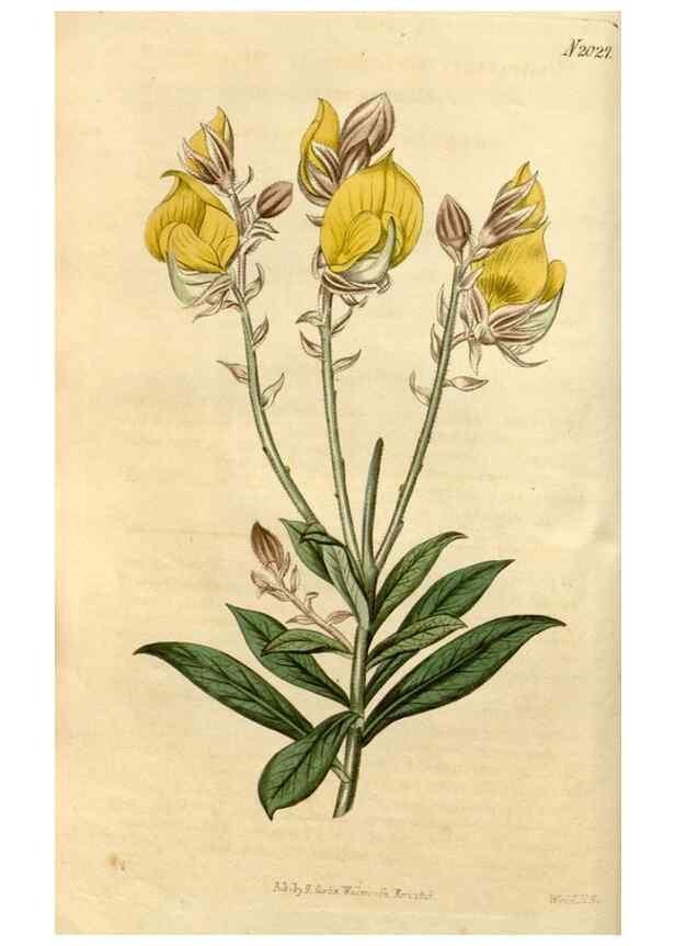 Reproducción/Reproduction 35059152871: Curtis's botanical magazine.. London ; New York [etc.] :Academic Press [etc.]
