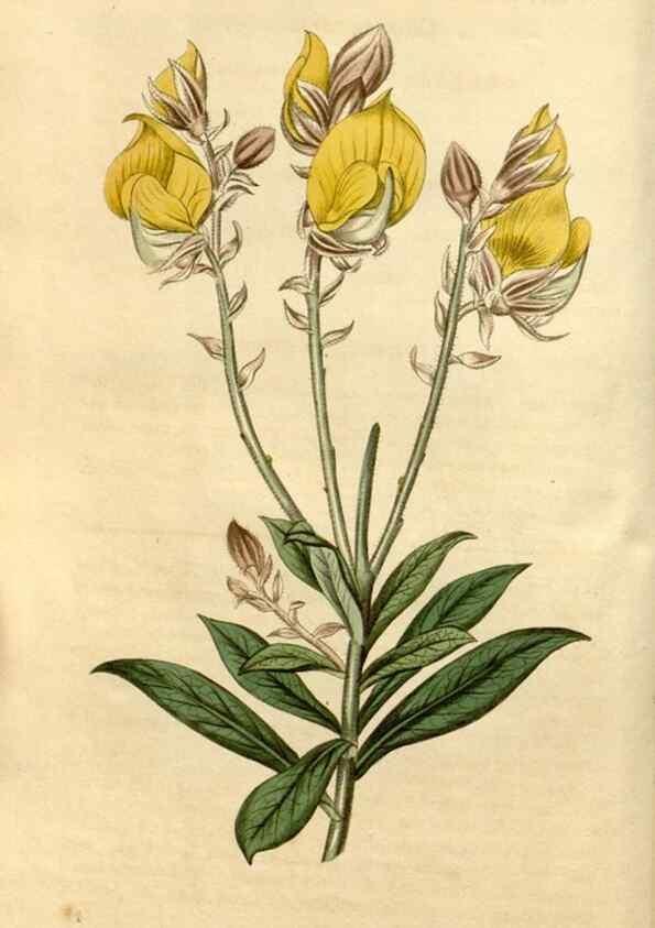 Reproducción/Reproduction 35059152871: Curtis's botanical magazine.. London ; New York [etc.] :Academic Press [etc.]