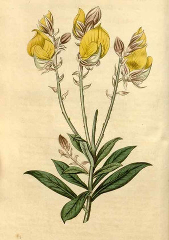 Reproducción/Reproduction 35059152871: Curtis's botanical magazine.. London ; New York [etc.] :Academic Press [etc.]