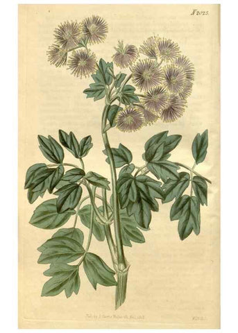 Reproducción/Reproduction 34803010430: Curtis's botanical magazine.. London ; New York [etc.] :Academic Press [etc.]