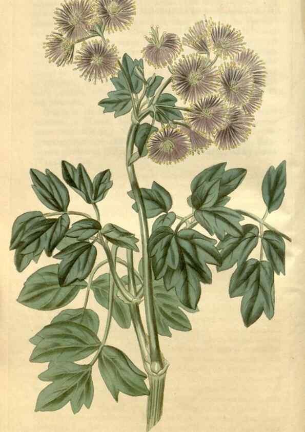 Reproducción/Reproduction 34803010430: Curtis's botanical magazine.. London ; New York [etc.] :Academic Press [etc.]