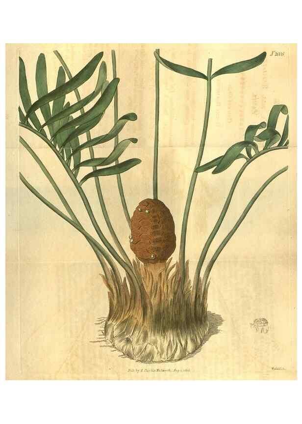 Reproducción/Reproduction 35059056521: Curtis's botanical magazine.. London ; New York [etc.] :Academic Press [etc.]