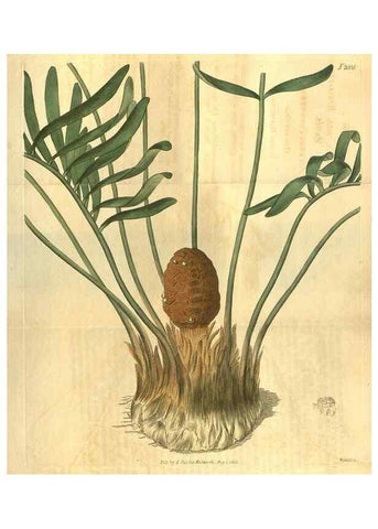 Reproducción/Reproduction 35059056521: Curtis's botanical magazine.. London ; New York [etc.] :Academic Press [etc.]