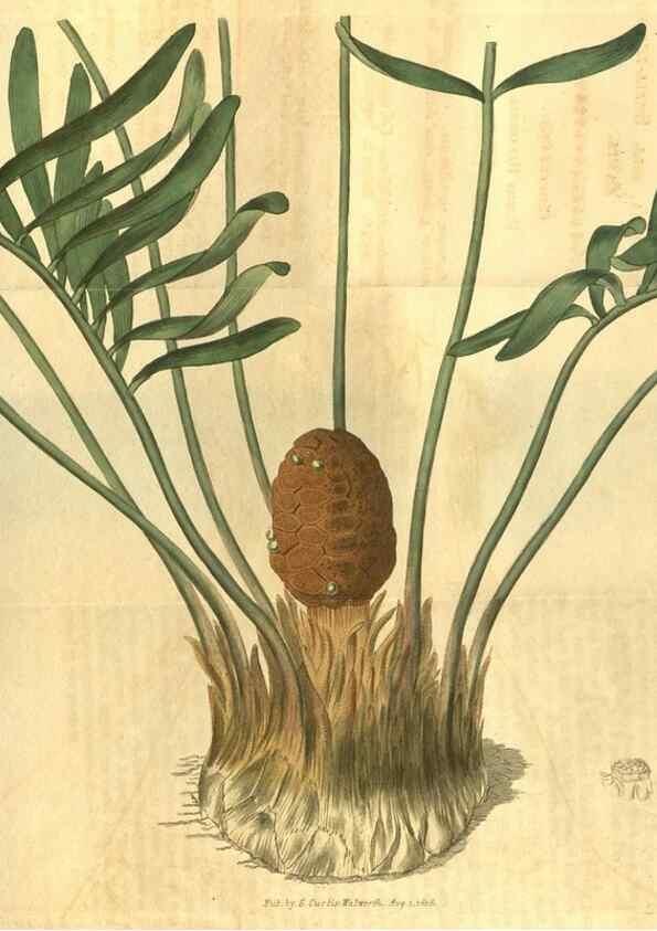 Reproducción/Reproduction 35059056521: Curtis's botanical magazine.. London ; New York [etc.] :Academic Press [etc.]