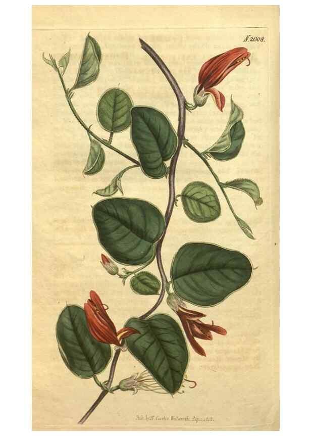 Reproducción/Reproduction 34802922200: Curtis's botanical magazine.. London ; New York [etc.] :Academic Press [etc.]