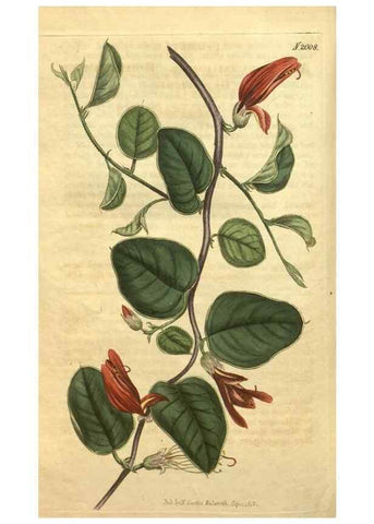 Reproducción/Reproduction 34802922200: Curtis's botanical magazine.. London ; New York [etc.] :Academic Press [etc.]
