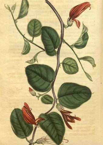 Reproducción/Reproduction 34802922200: Curtis's botanical magazine.. London ; New York [etc.] :Academic Press [etc.]